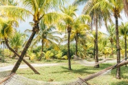 椰子树林风景图片