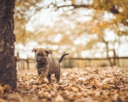 萌萌幼犬狗狗图片