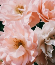 粉色花朵近景特写图片