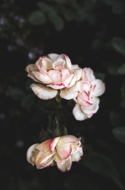 白色枯萎玫瑰花图片
