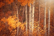 秋天树木唯美风景图片
