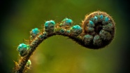 野生蕨类植物高清图片