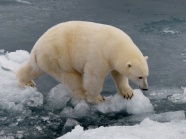 北极白熊图片