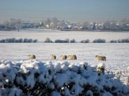 雪地里的羊群图片