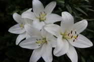 白百合花朵图片