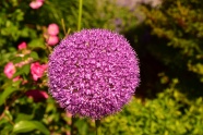 紫色洋葱花花球图片