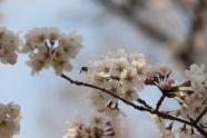 樱花枝白色樱花摄影图片