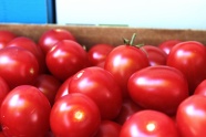 红色小番茄丰收图片
