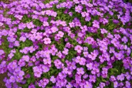 紫色小花朵花海图片