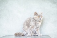 忧郁的灰色猫咪图片