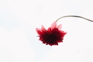 大红花背景图片