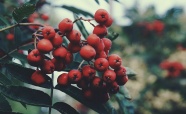 树上成熟的红山楂图片