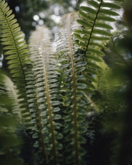 绿色叶子蕨类植物图片