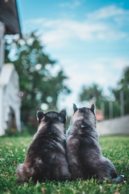 纯种哈士奇幼犬图片