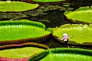 池塘睡莲叶图片