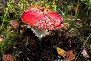 地面红色鹅膏菌菇图片