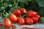 成熟红色小番茄图片