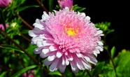 粉色翠菊鲜花图片