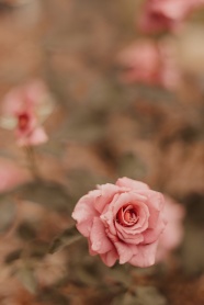 唯美粉色露水玫瑰图片