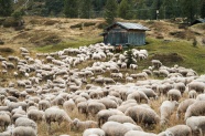 澳洲绵羊群高清图片