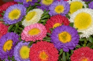 多彩菊花花朵图片