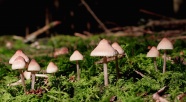 森林伞状小蘑菇图片