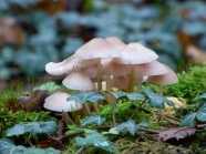 白色清新小蘑菇朵图片
