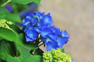 蓝色绣球花小花朵图片