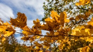 秋天树叶枯黄图片