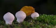 地面白色蘑菇包图片