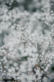 白色小花花丛图片