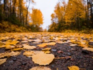秋天枯黄落叶风景图片