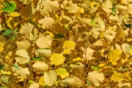 黄色树叶背景图片