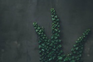 绿色爬山虎藤蔓植物图片