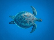 深海海龟图片