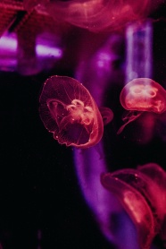 轻盈透明桃花水母图片