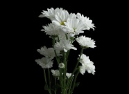 白色菊花束图片