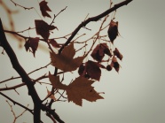 秋天树枝枝头枫叶图片