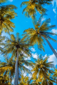 高大椰子树高清摄影图