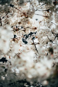 春天白色唯美樱花图片