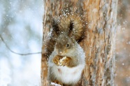 可爱松鼠雪中觅食图片