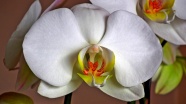 蝴蝶兰白色花朵图片