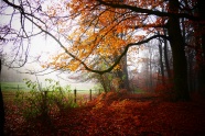 秋天落叶树林景色图片