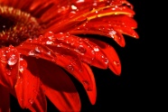 红色菊花花瓣微距图片
