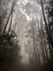 迷雾树林风景图片