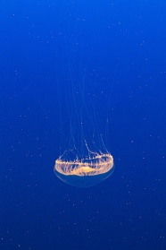 蓝色深海透明水母图片