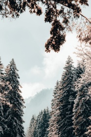 冬季雪松树木图片