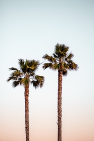 两棵高大椰子树图片