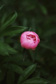 含苞待放粉色月季花图片