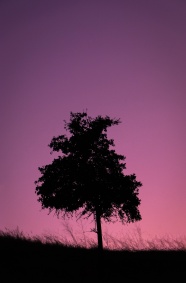 一棵大树剪影图片